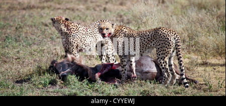 An adult Wildebeest is attacked and killed by three male cheetahs. Serengeti National Park, Tanzania Stock Photo