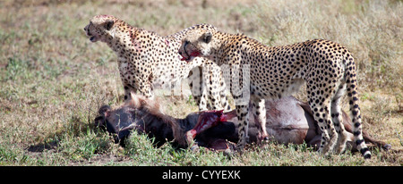 An adult Wildebeest is attacked and killed by three male cheetahs. Serengeti National Park, Tanzania Stock Photo