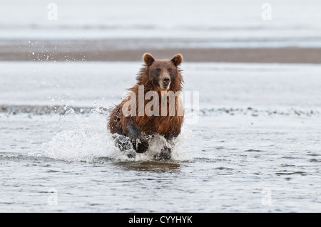 Brown Bear chasing salmon; Lake Clark National Park, AK Stock Photo