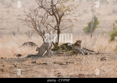 Cheetah family resting on a termite mound, Kruger National Park, South Africa