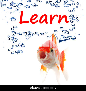 learn word with goldfish showing education concept in white background Stock Photo