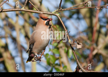 A Waxwing with a berry Stock Photo