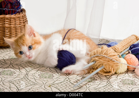 Six weeks old kitten being naughty with knitting wool Stock Photo
