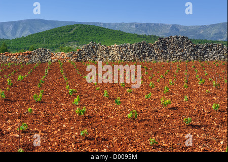 New vineyards, north of Hvar island, Croatia Stock Photo