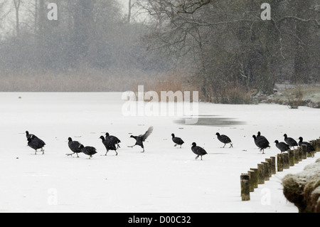 Group of Coots (Fulica atra) walking and running on snow covered lake in blizzard, Wiltshire, UK, February. Stock Photo