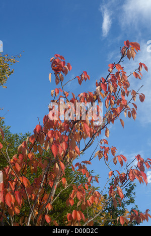 gmlh2010 5518 acer nikoense Nikko maple in autumn colours Stock Photo