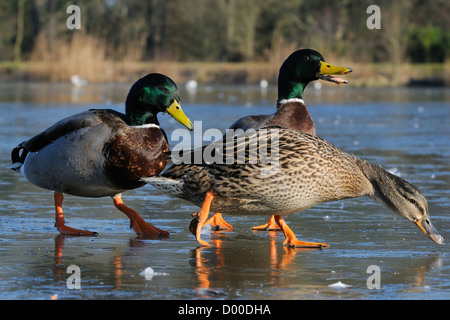 Low angle view of Mallard duck (Anas platyrhynchos) and two drakes walking on frozen lake surface, Wiltshire, UK, February. Stock Photo