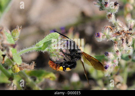 Mammoth wasp / Giant solitary wasp (Megascolia maculata maculata) male feeding from Undulate alkanet (Anchusa undulata) flower. Stock Photo