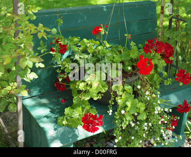 Potted Red Ivy-Leaf Geranium on Wooden Garden Bench Stock Photo