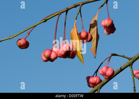 Spindle tree berries (Euonymus europaeus) with orange seeds visible within splitting capsular fruits, Wiltshire, UK, September. Stock Photo