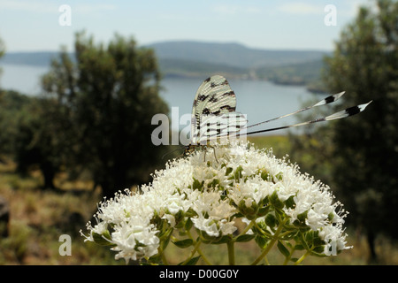 Thread-winged lacewing / Spoonwing lacewing (Nemoptera sinuata) on Cretan oregano (Origanum onites) flowers, Lesbos, Greece.
