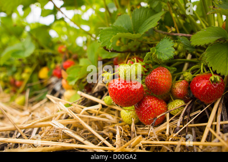 A mixture of red and green strawberries resting on straw. Stock Photo