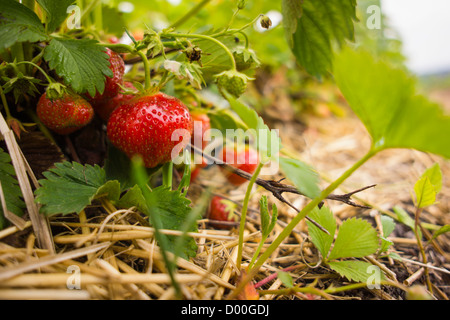 A mixture of red and green strawberries resting on straw Stock Photo ...