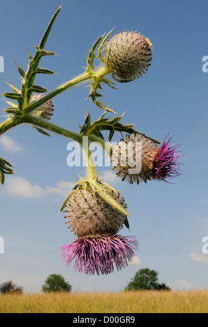 Woolly thistle (Cirsium eriophorum) flowers and flowerbuds against blue sky in chalk grassland meadow, Wiltshire, UK, August. Stock Photo