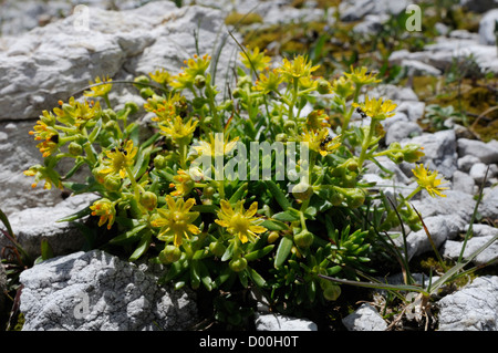 Yellow mountain saxifrage (Saxifraga aizoides) flowering among limestone scree  in the Julian Alps, Slovenia, July. Stock Photo