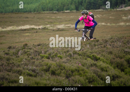 A woman riding her mountain bike through the heather moorlands near Blanchland in Northumberland. Stock Photo