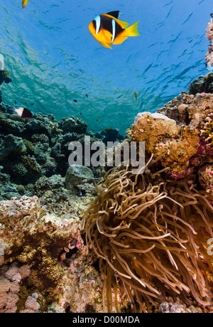 A Red Sea Clownfish swims near its host anemone in shallow water Stock Photo