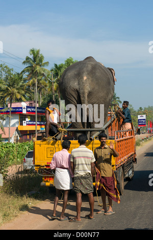 Elephant being transported on a truck near Alappuzha (Alleppey), Kerala, India Stock Photo