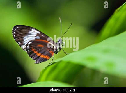Cydno Longwing butterfly (Heliconius Cydno) Stock Photo
