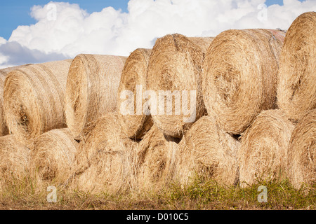 A big beautiful stack of round hay bales drying outdoors in sunlight Stock Photo