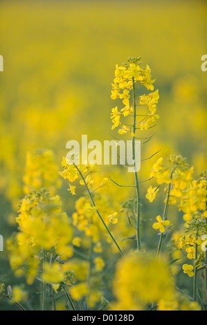 Rapeseed (Brassica napus), Somerset, UK. Stock Photo