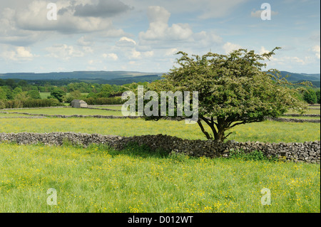A typical view of fields divided by drystone walls in the Peak District, Derbyshire, UK. Stock Photo