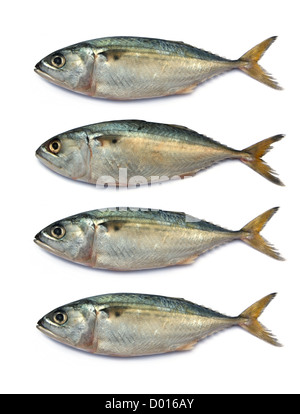 Fresh mackerel fish isolated on the white background Stock Photo