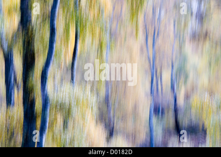 Dragged shot of Silver Birch Trees. Stock Photo