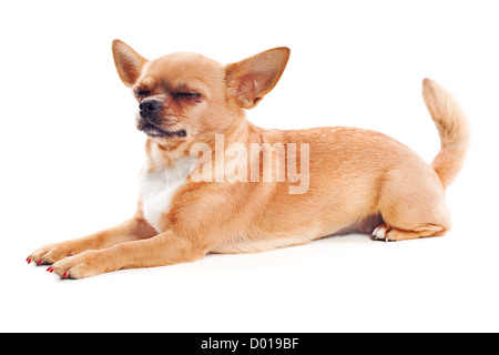 red chihuahua dog isolated on white background Stock Photo