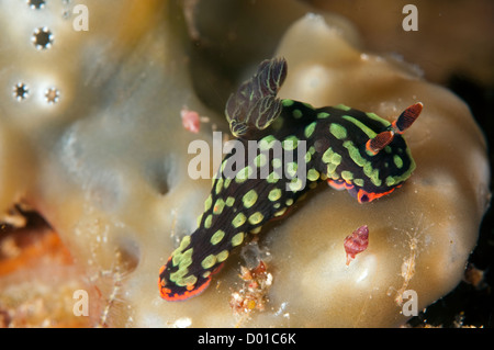 Sea slug, Nembrotha kubaryana, Komodo Indonesia Stock Photo