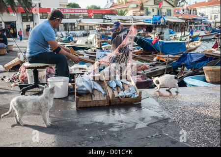 Cats observing fish on the quayside in Foca, Turkey, with fishermen in the background preparing their fishing nets. Stock Photo