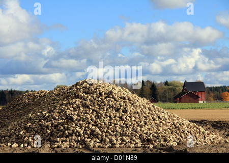 Heap of harvested Sugar beet by field in autumn. Stock Photo