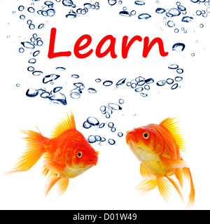 learn word with goldfish showing education concept in white background Stock Photo