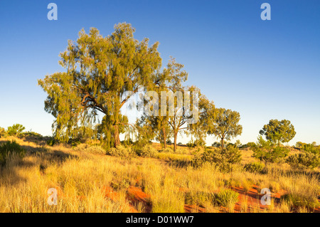 Desert Oaks (Allocasuarina decaisneana) at sunset at Desert Oaks Rest Area north of Erldunda, Stuart Highway, Northern Territory Stock Photo