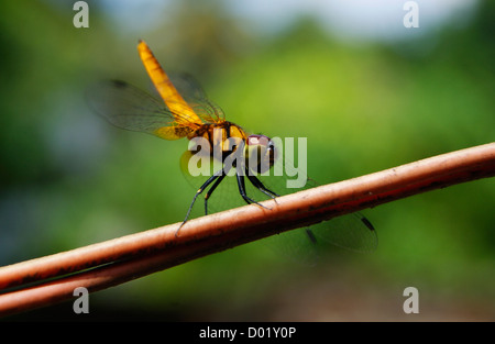Dragonfly sitting on outdoor Electric wires Stock Photo