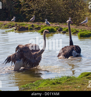 Ostrich struthio camelus in a waterhole