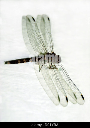 Dragonfly Sitting on the Wall Closeup View Stock Photo