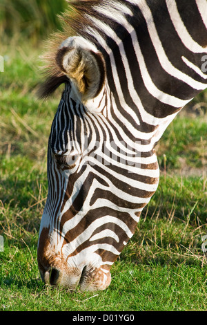 Grants Zebra equus burchelli boehmi eating grass close up Stock Photo
