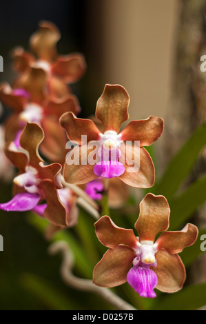 A closeup of a vanda denisoniana orchid. Stock Photo