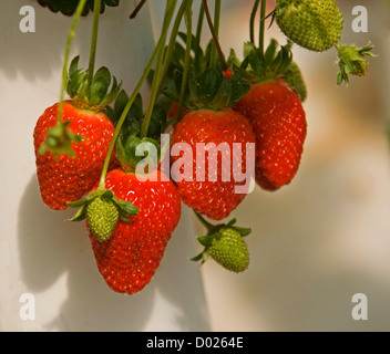 Ripe red strawberries growing on hydroponic farm Stock Photo