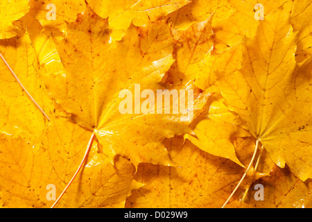 The Autumn background with yellow maple leaves Stock Photo - Alamy