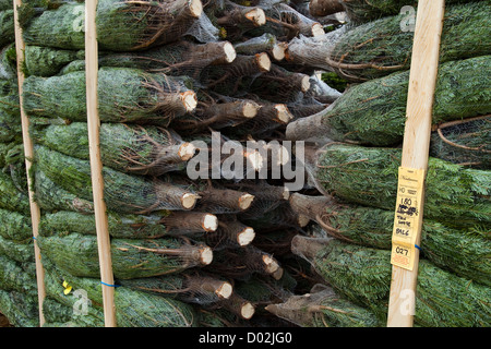 Packed and stacked Netted Medium Nordman Fir Christmas Trees ready for sale Lancashire Stock Photo