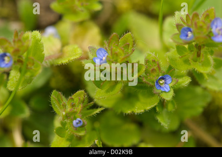 Wall Speedwell, Veronica arvensis Stock Photo