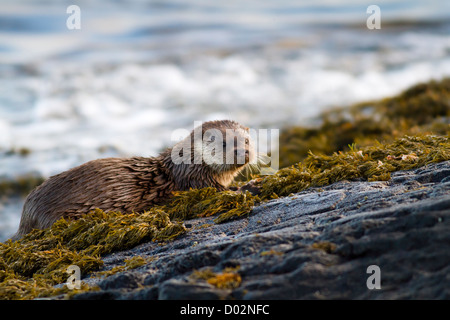 Otter, lutra lutra, sitting on the rocky shore of a Scottish sea loch with prey. Stock Photo