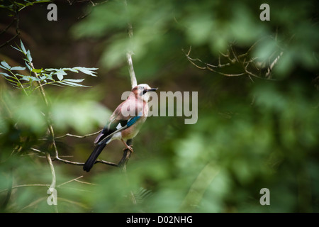 A Jay, Garrulus glandarius, perches on a branch in an English wood, seen through a gap in the trees. Stock Photo