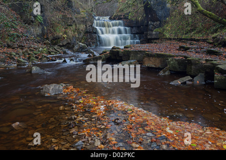 Autumn Leaves and Waterfall on Bow Lee Beck Downstream of Gibsons Cave, Bowlees, Upper Teesdale, County Durham UK Stock Photo