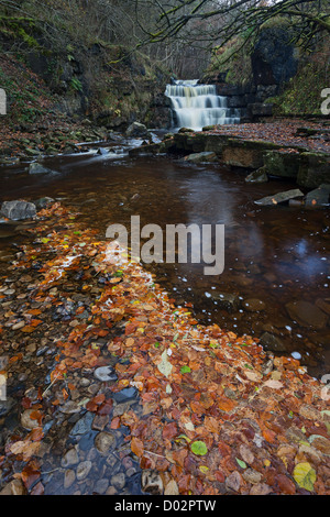 Autumn Leaves and Waterfall on Bow Lee Beck Downstream of Gibsons Cave, Bowlees, Upper Teesdale, County Durham UK Stock Photo