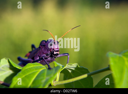 Large purple Giant Red-Winged Grasshopper in Costa Rica Stock Photo