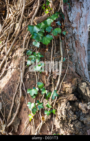 A strand of eager ivy climbing upwards on an old tree trunk Stock Photo