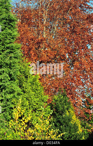Aberystwyth, UK. 15th November 2012. While much of the UK was covered in fog, the west coast of Wales enjoyed blue skies and bright sunshine - showing the autumn colours of a beech tree and a conifer. Aberystwyth, Ceredigion, UK, 15-Nov-2012 Stock Photo